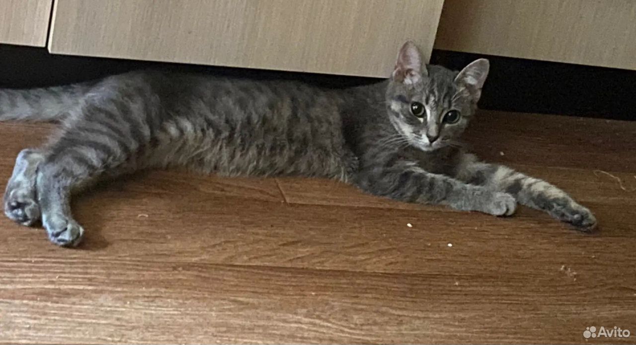 Котёнок в добрые руки, Дзержинск