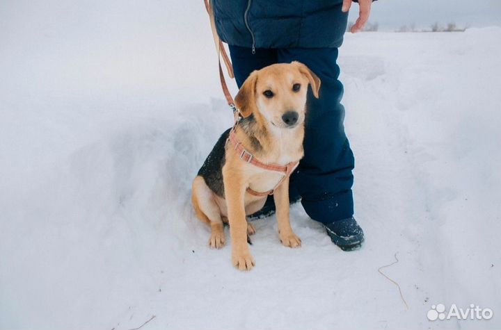 Собака в добрые руки