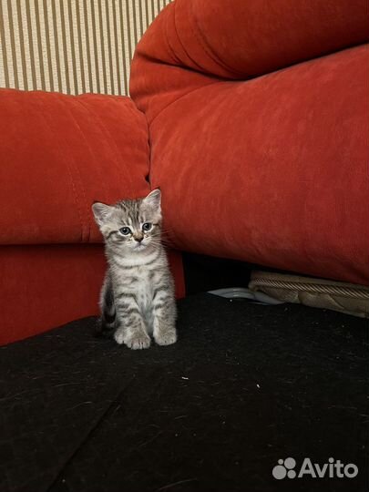 Котенок девочка - игривая непоседа