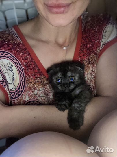 Вислоухие котята