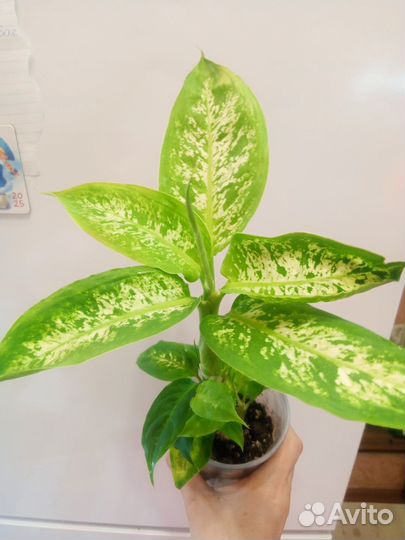 Диффенбахия камилла