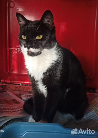 Кот ищет дом