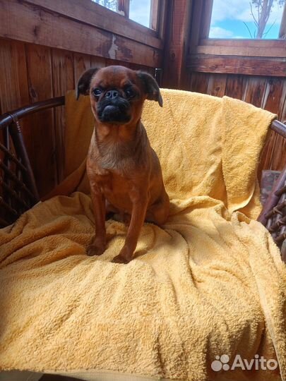 Пти-брабансон вязка