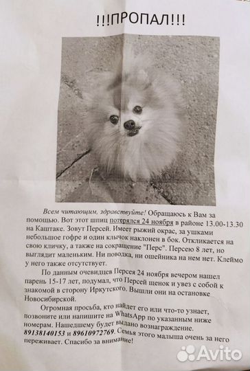 Собачка потеряшка