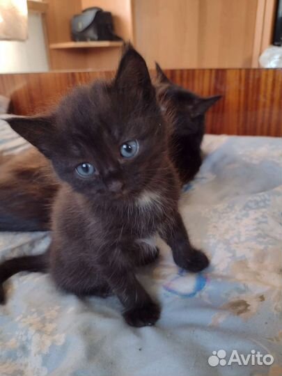 Кошка в дар