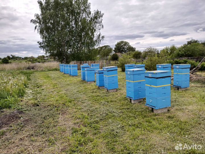 Мёд и продукты пчеловодства