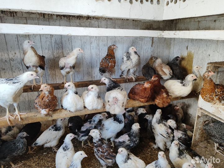 Куры молодки и цыплята породистые