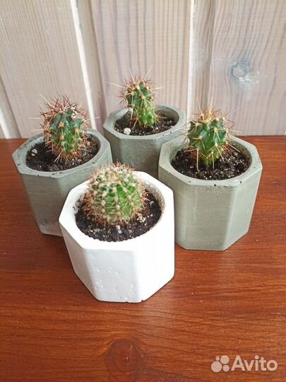 Крассула хоббит и кактус Цериус и кактусята