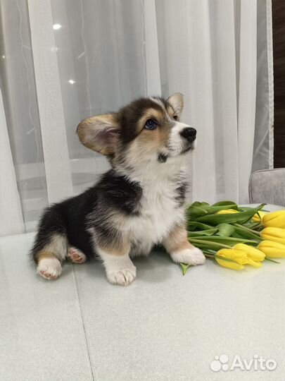 Щенки вельш корги пемброк