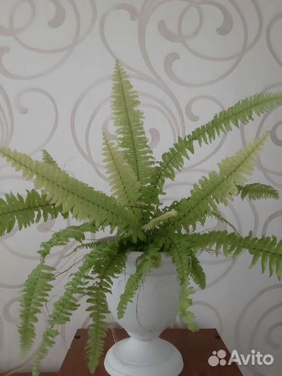 Разные сорта гибискуса