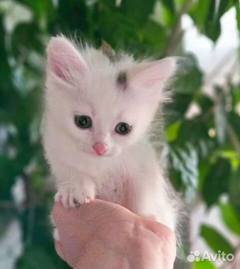 Нежная малышка в добрые руки