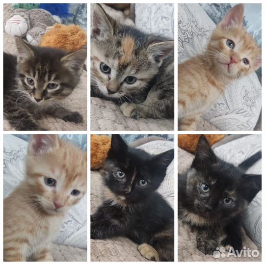 Милые котята