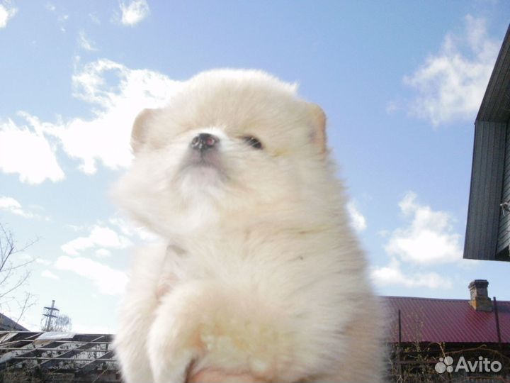 Щенки шпица