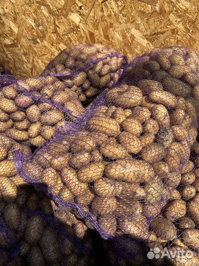 Картофель Боргустанский средний