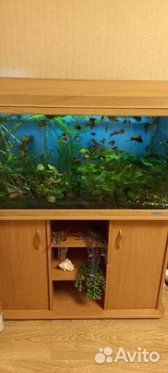 Аквариум