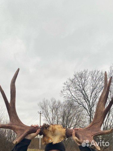 Лосиные рога