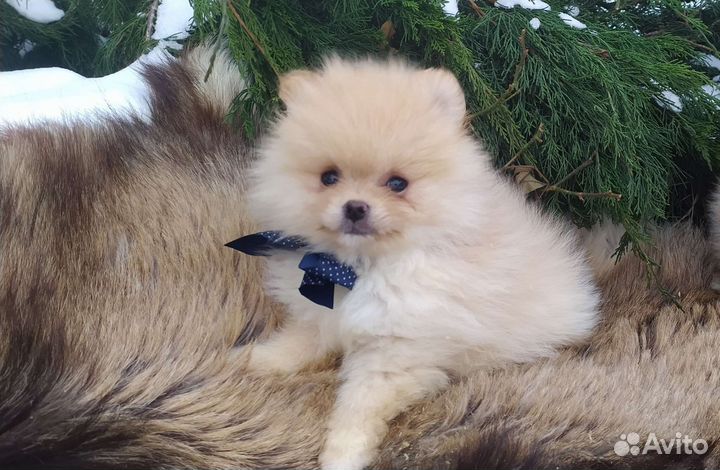 Щеночки Шпица