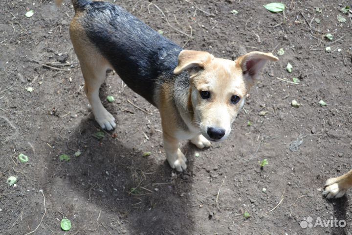 Трёхмесячные девочки