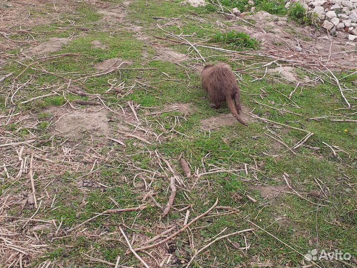 Нутрии на племя
