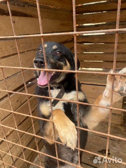 Бадди собака