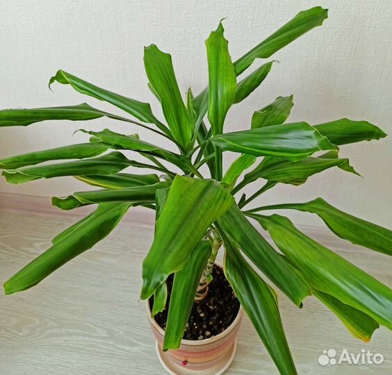 Драцена с керамическим горшком