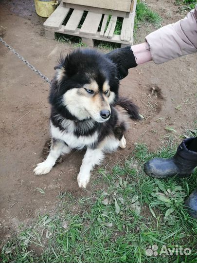 Собака в добрые руки