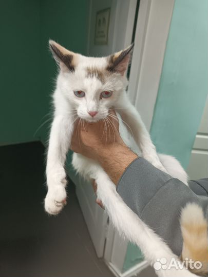 Найдена кошка, 6 мес