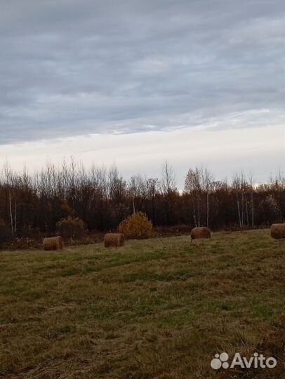 Продам сено в рулонах