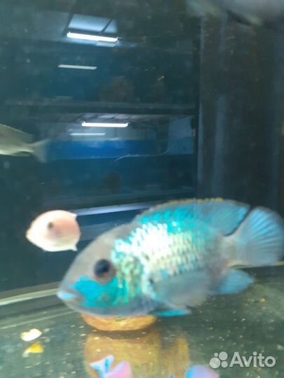 Солнечный окунь. Рыба малавия, виктория