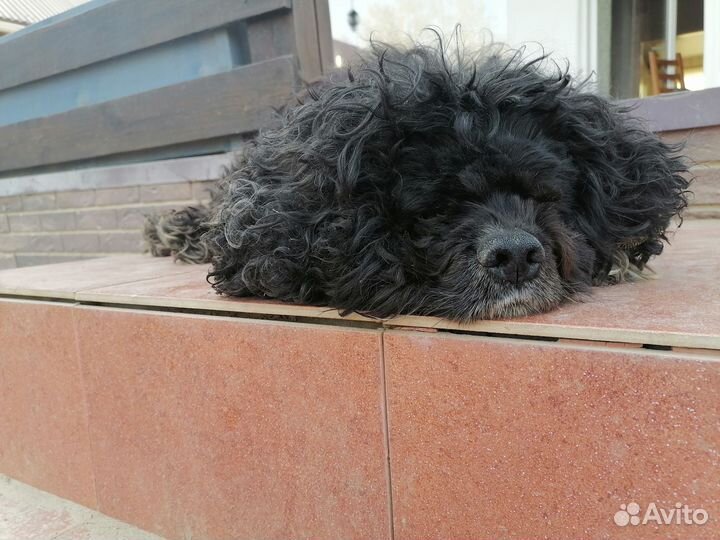 Найдена собака