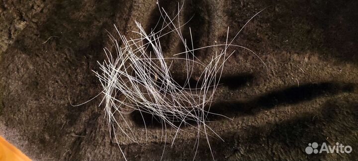 Кошачьи усы (вибриссы)