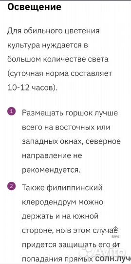 Клеродендрум 