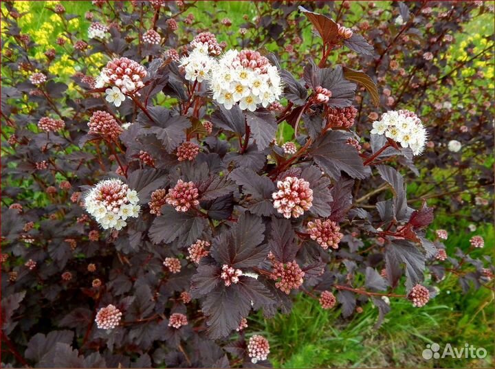 Пузыреплодник Диаболо