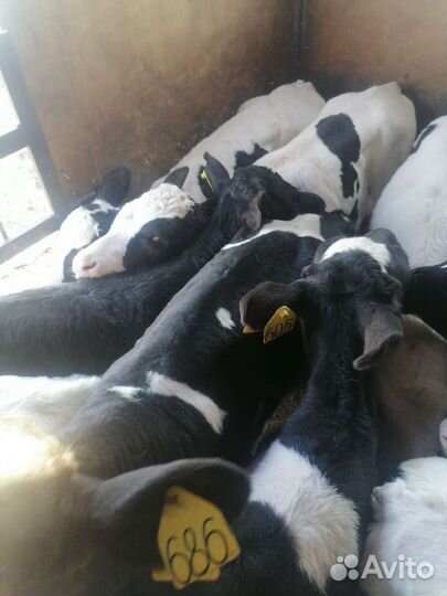 Бычки телки