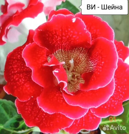Глоксиния (детки) 1