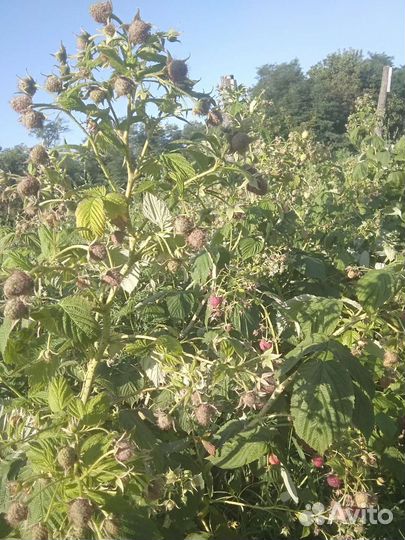 Саженцы малины пшехиба, соколица