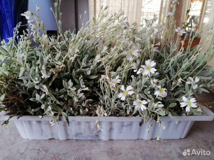 Многолетники для сада
