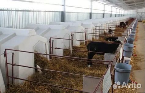 Телята: гарантия качества и удобства