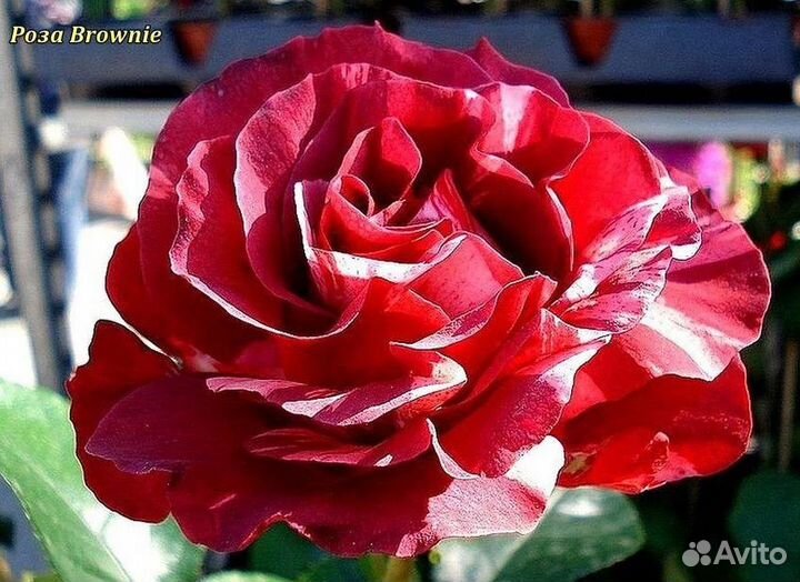Плетистая шоколадная роза Брауни в горшке 4 л