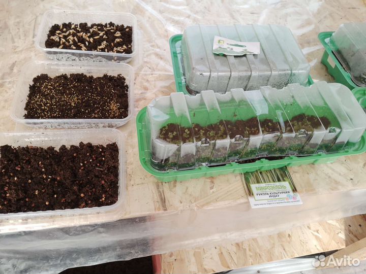 Микро зелень