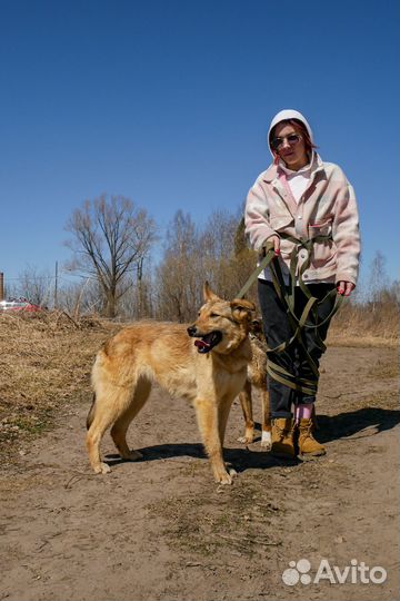 Братик с сестричкой ищут дом