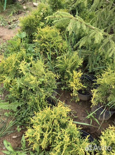 Туя голден глоб