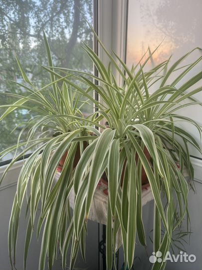 Хлорофитум полосатый большой с детками