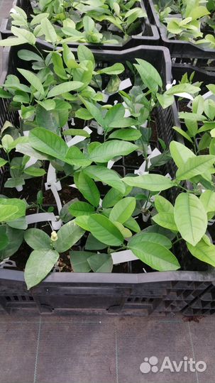 Лимоны, цитрусы, плоды,цитрон