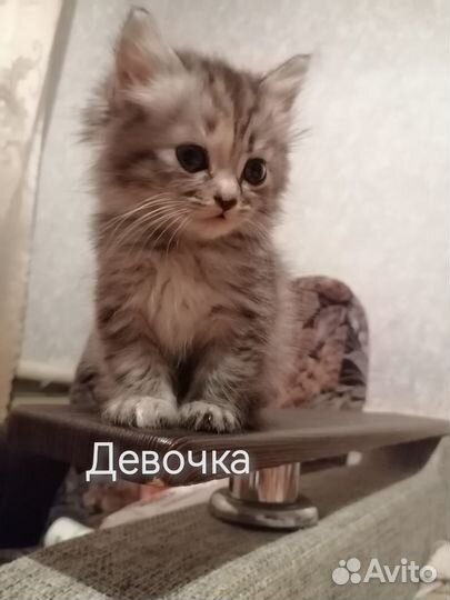 Котята в добрые руки бесплатно