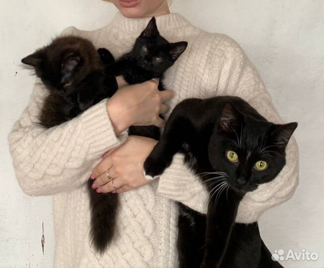 Кошка в дар