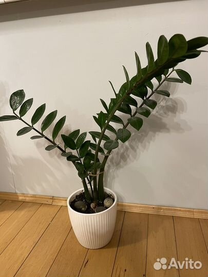 Замиокулькас 90*63см