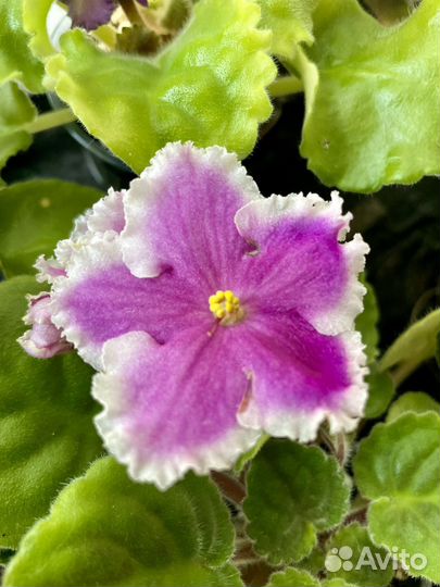 Фиалка цветущая