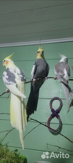 Попугай Корелла