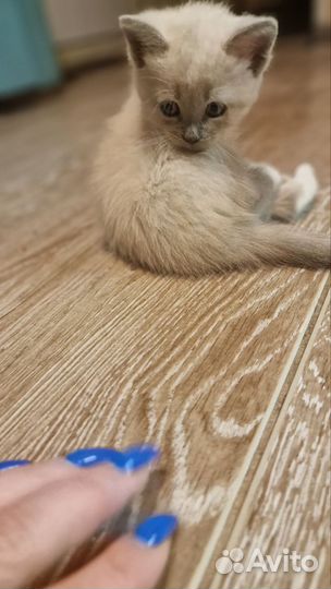 Уникальный бело-дымчатый котенок